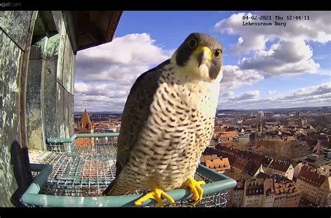 wanderfalken nürnberg webcam|gruenstifter webcam.